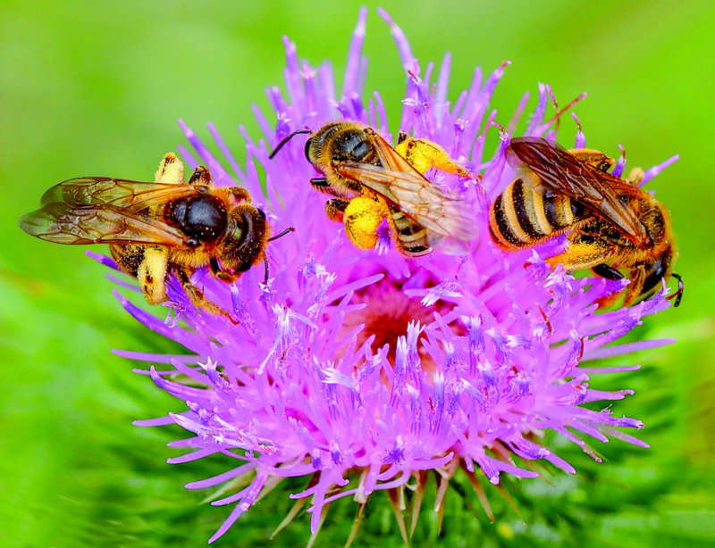 Drei Weibchen der Gelbbindingen Furchenbiene Pollen sammelnd auf einer Blüte der Gewöhnlichen Kratz- distel (Foto: Hans Richard Schwenninger)