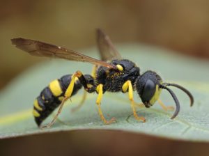Bienenjagende Knotenwespe (C) Jürg Sommerhalder