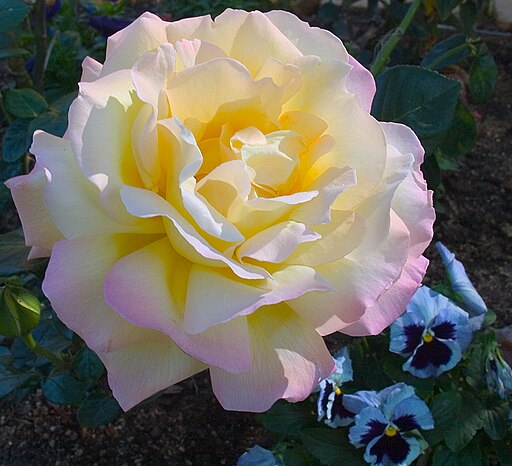 Diese Rose trägt den Namen "Peace".