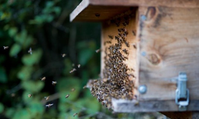 Am Flugloch der Bienenkiste